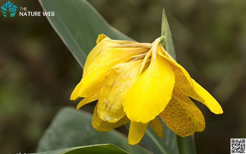 Bengali Flower Names